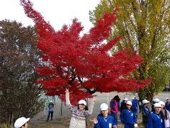 開校当時から見守っているかえでの木の画像