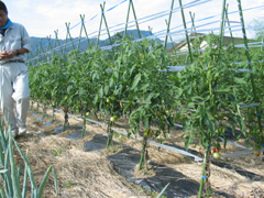 有機野菜の栽培の画像6