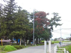 神社の被害木