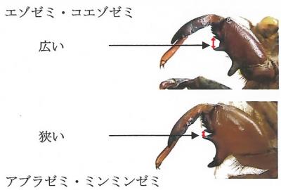 エゾゼミ、コエゾゼミとアブラゼミ、ミンミンゼミの前脚