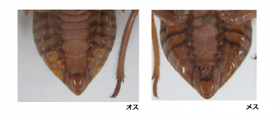 オスとメスの違い