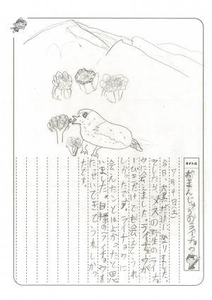 ライチョウに会いに行こう参加者の絵日記4