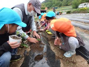 保育園での大豆栽培1