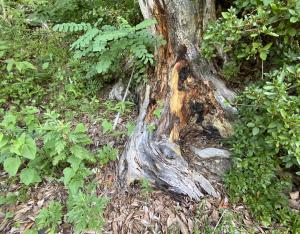 山林火災により焼け焦げた木の根っこ