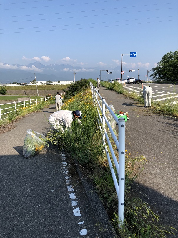 オオキンケイギク駆除の様子