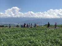 夏朝ウォーク