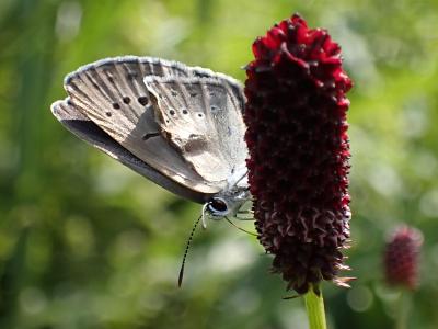 食草ワレモコウにとまるゴマシジミの画像