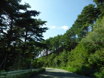 東山の保安林の写真