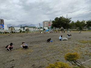 草取り